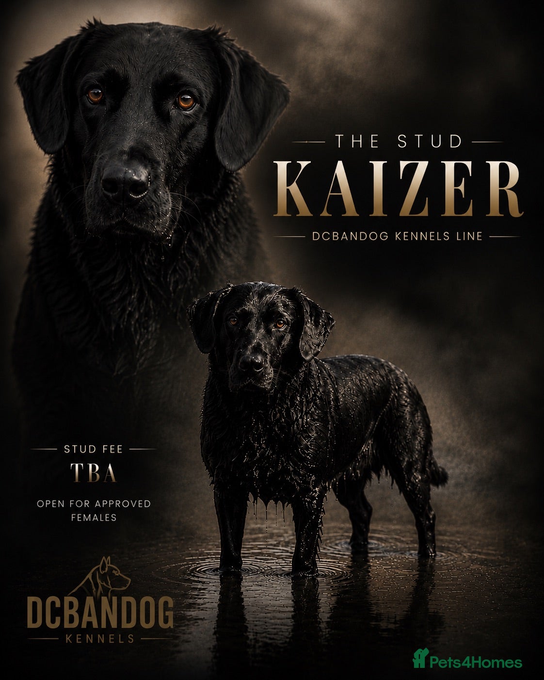 Mixed Breed dogs One of a kind PUPPIES mixed breed  - Advert 2