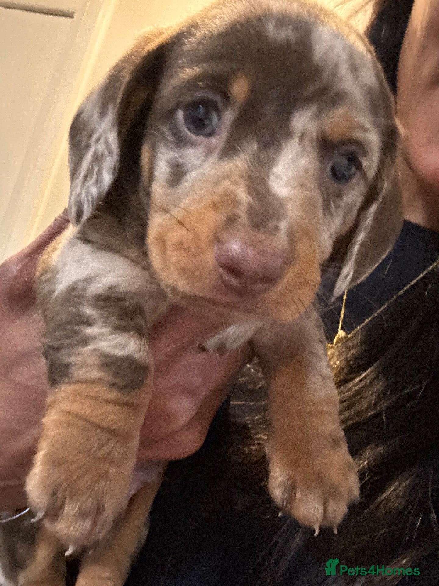 Dachshund dogs Adorable Dachshund Pedigree  - Advert 5