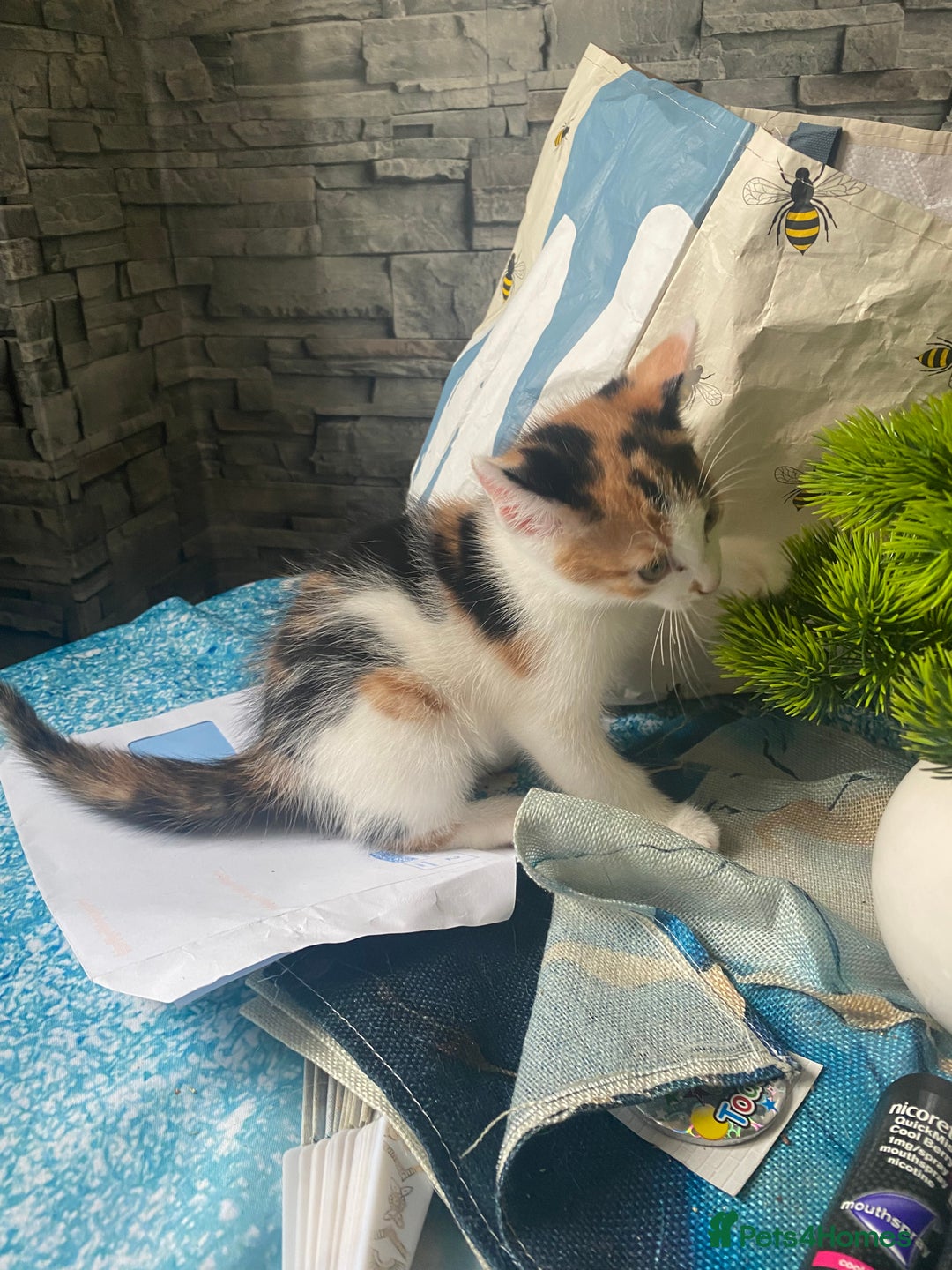 Mixed Breed cats for sale: 2 gorgeous 2 kitchens ready   - Image 3