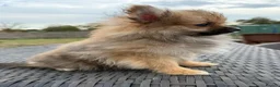 Pomeranian dogs for sale: Tiny Pom boy - Advert 3