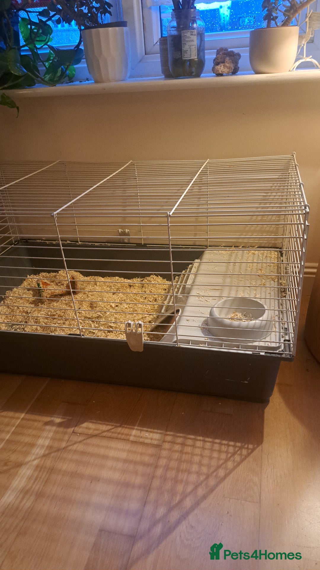 Guinea Pig rodents for sale: Guinea pigs - Advert 4