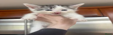 Boy 4 