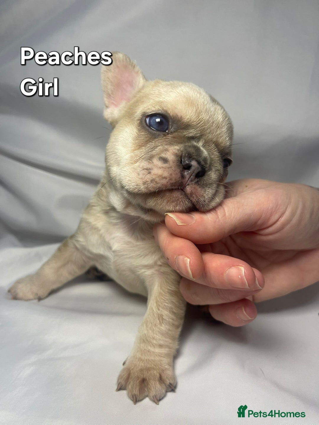 French Bulldog dogs for sale: Gorgeous litter of French Bulldog Pups  - Advert 7