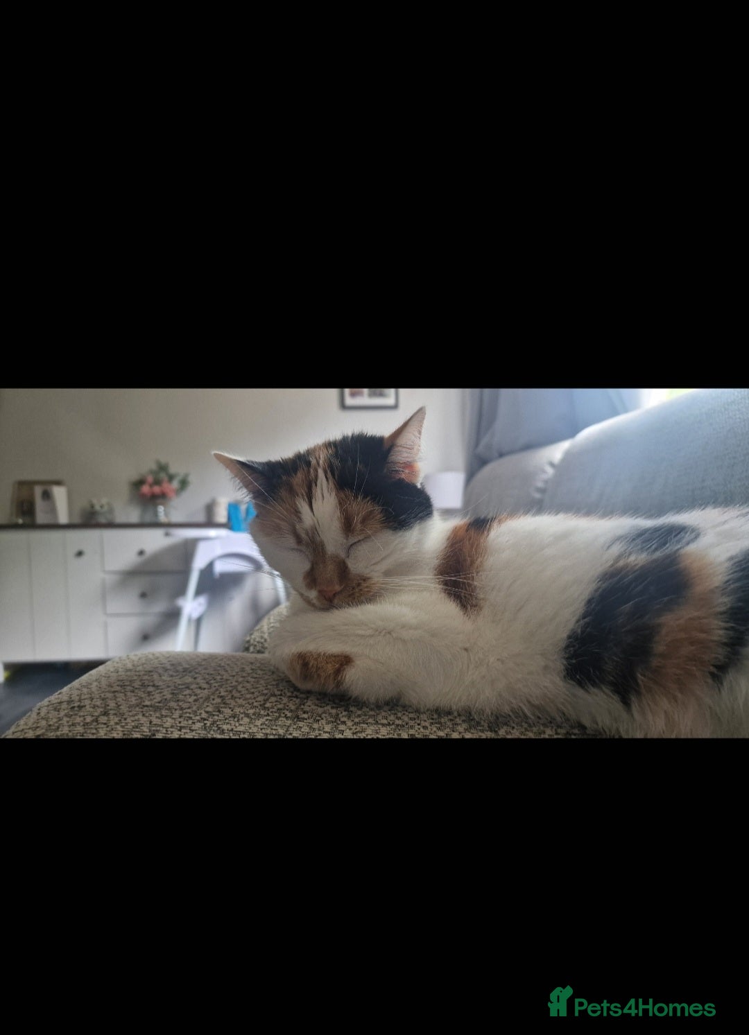 Mixed Breed cats for sale: 2 cats for rehome - Advert 3