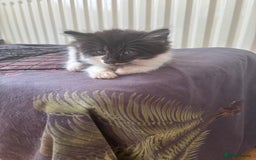 Mixed Breed cats for sale: 4 Male and 2 female kittens - Image 6