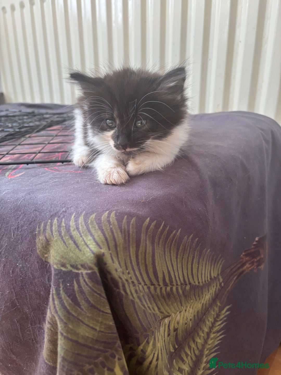 Mixed Breed cats for sale: 4 Male and 2 female kittens - Image 6