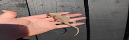 Bearded Dragon reptiles for sale: Baby bearded dragons - Advert 16