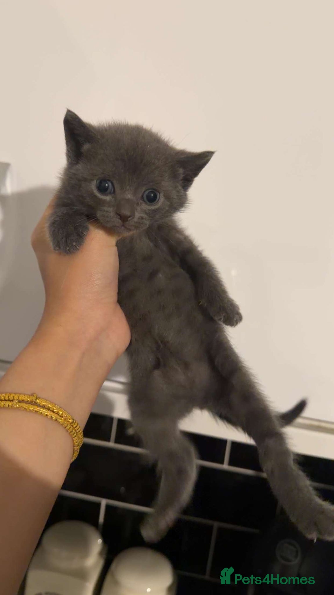 Mixed Breed cats Kittens for sale  - Advert 4