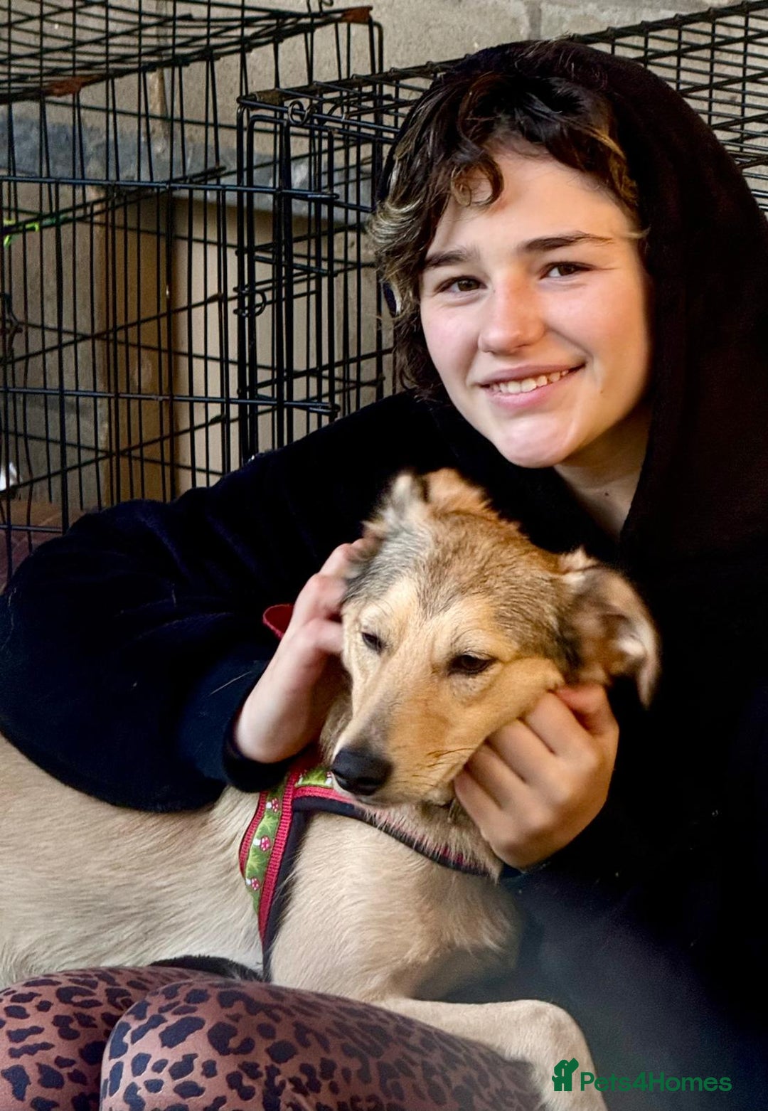 Mixed Breed dogs for adoption: 💙🐶 NICK(8 month) & ❤️🐶 MAILY (1 year)  - Advert 5