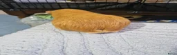 Guinea Pig rodents for sale: Orange guinea pig in London - Advert 5
