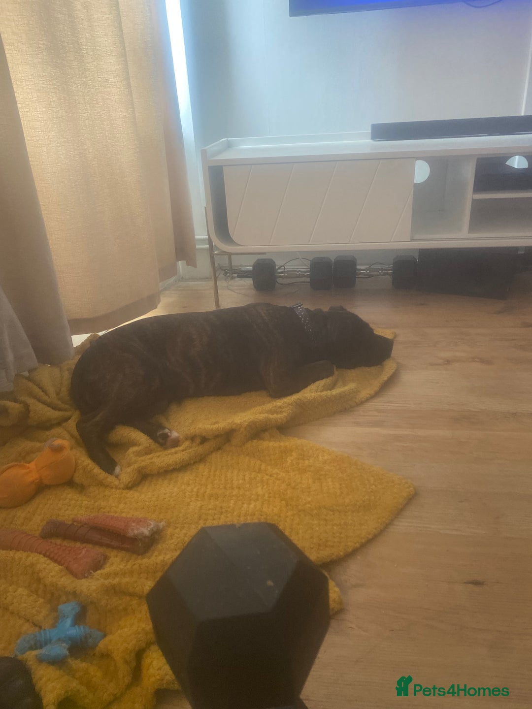 Staffordshire Bull Terrier dogs for sale: 4 yr old Female Brindle Staffie - Advert 1
