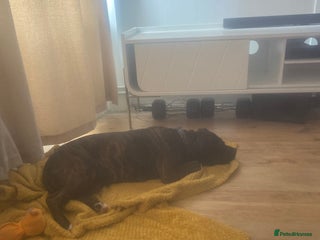 Staffordshire Bull Terrier dogs 4 yr old Female Brindle Staffie - Advert 2