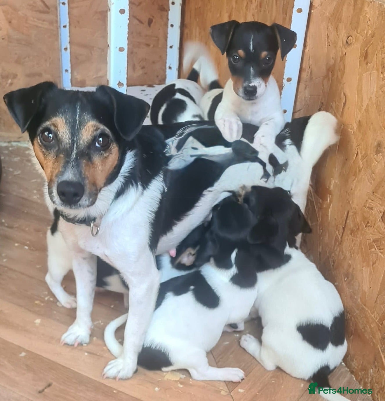 Jack Russell dogs Jack Russell puppies  - Advert 1