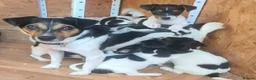 Jack Russell dogs for sale: Jack Russell puppies  in Ashford - Advert 1