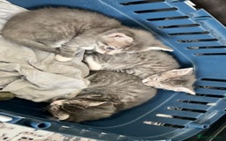 Mixed Breed cats for sale: Cutest tiny silver & gray tabby kittens - Image 6