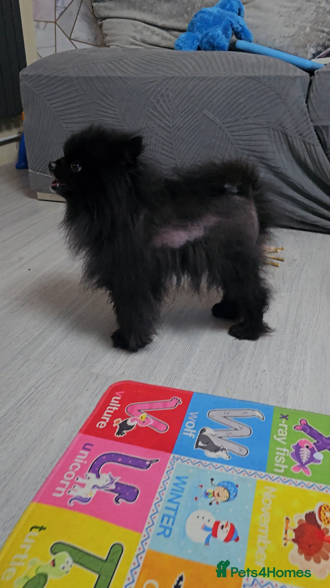 Pomeranian dogs for sale: Male Pedigree Pomeranian Dog - Advert 6