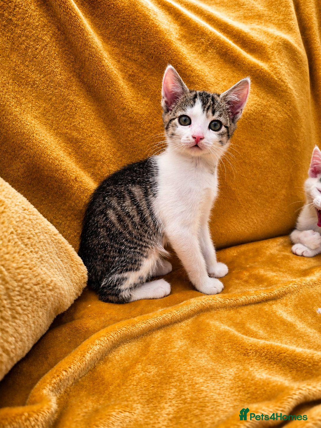 Mixed Breed cats for sale: 5 Beautiful Kittens Who Adore Human Company - Advert 10