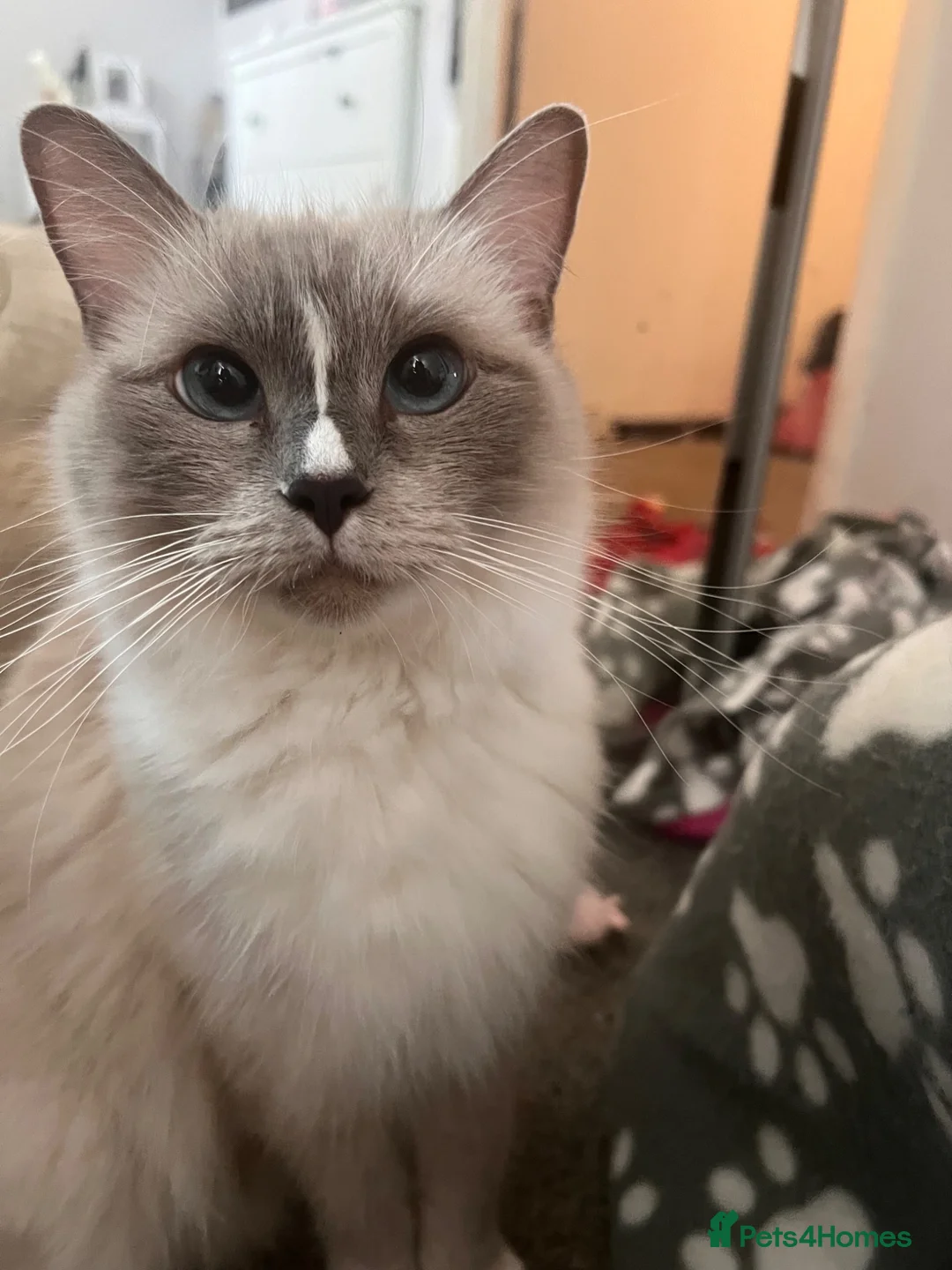 Mixed Breed cats for sale: 2 beautiful kittens looking for a new home - Advert 1