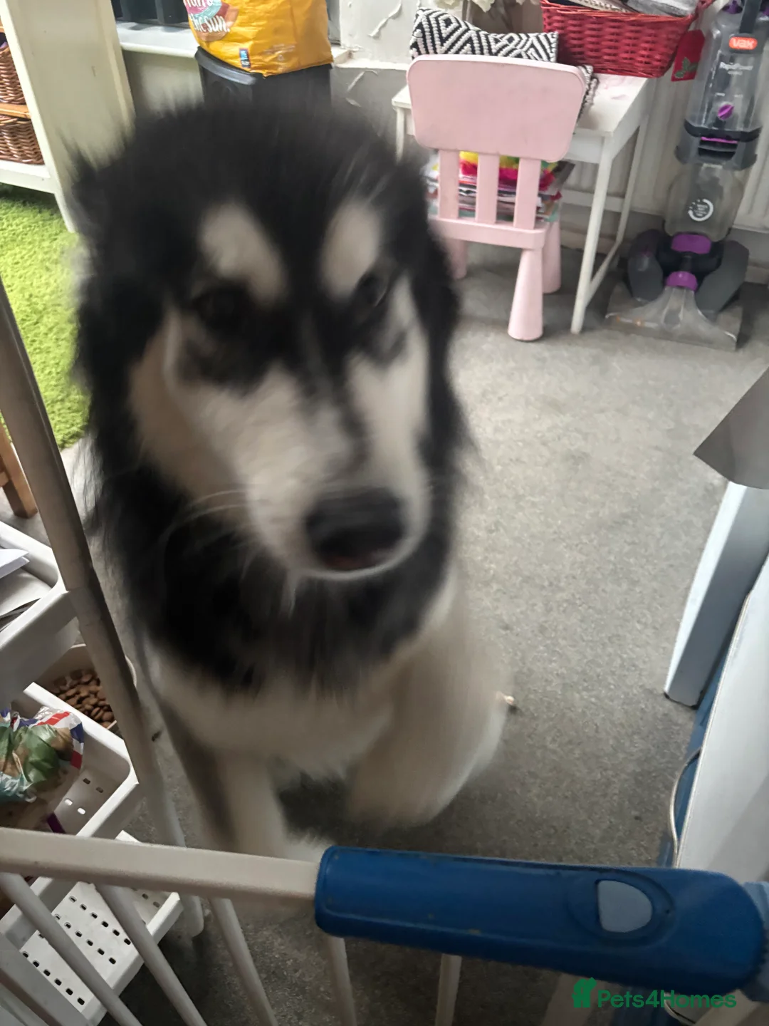 Alaskan Malamute dogs for sale: Rehoming our beautiful dog Molly - Advert 4