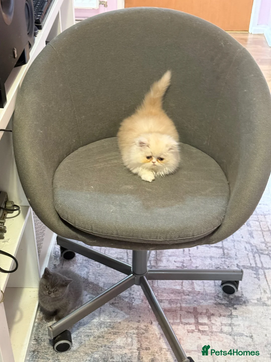 Persian cats for sale: Stunning Cream Male Persian Kitten  in Bangor - Advert 16