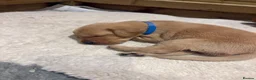 Labrador Retriever dogs for sale: Stunning Fox Red Labrador Puppies - Family Raised in Nantwich - Advert 7