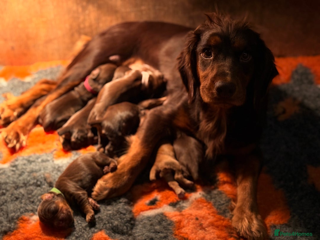 Cocker Spaniel dogs for sale: 8 health checked true quality working cocker pups - Advert 28