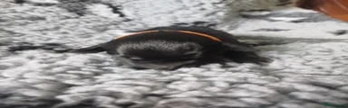 Orange boy