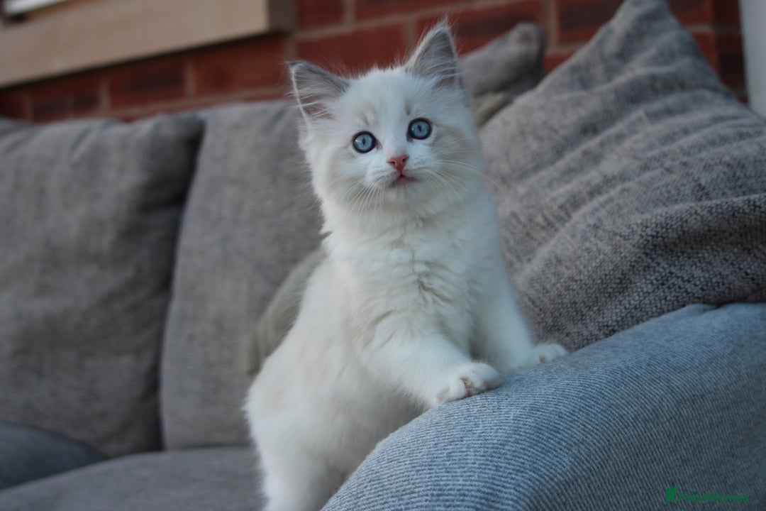 Ragdoll cats for sale: Blue Lynx Bicolour Ragdoll TICA Registered  - Advert 13