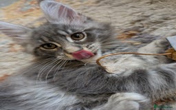 Maine Coon cats for sale: Maine Coon Kittens GCCF - Image 36