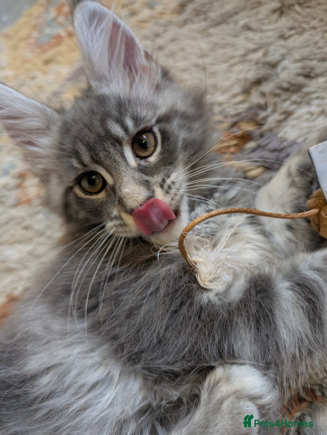 Maine Coon cats for sale: Maine Coon Kittens GCCF - Image 36