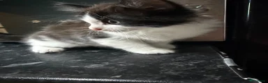 Domestic Shorthair 5