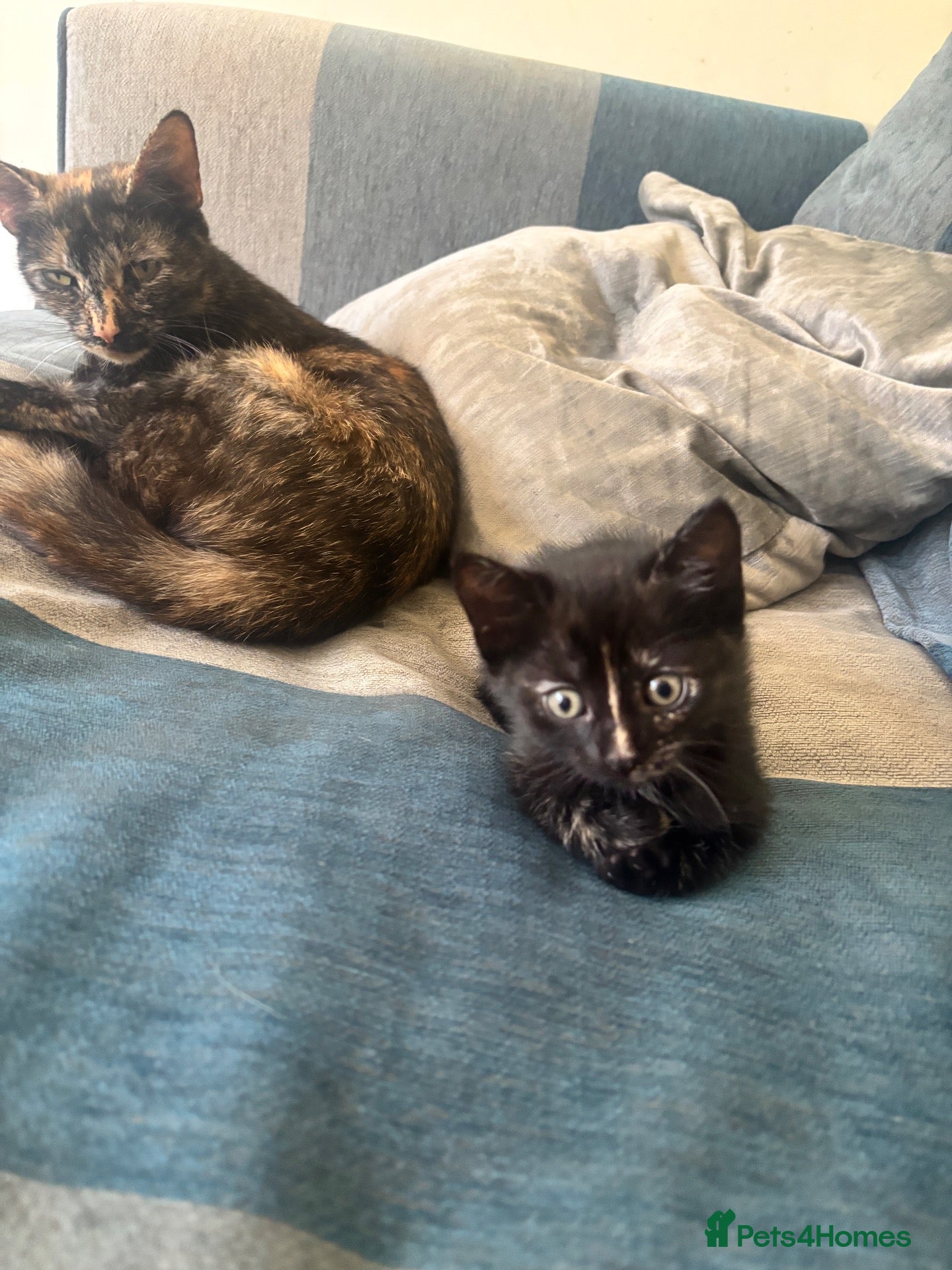 Mixed Breed cats Final three kittens - Advert 7