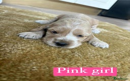Cocker Spaniel dogs for sale: Show type cocker spaniel  - Image 18