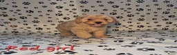Cavapoo dogs for sale: Dna Health Tested F1 Cavapoo puppies - Advert 23