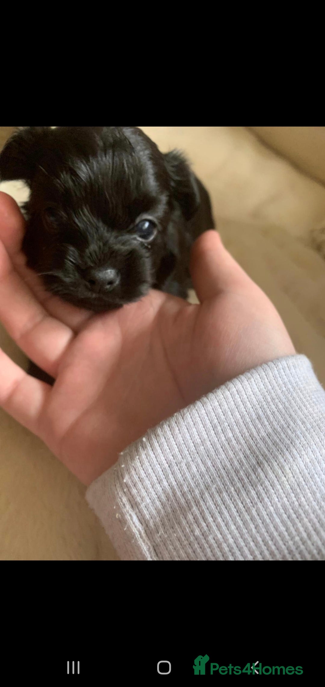 Chipoo dogs for sale: Beautiful Chipoo puppies.  - Advert 23