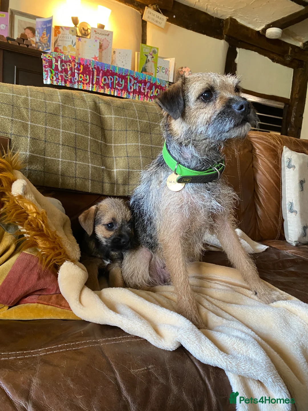 Border Terrier dogs for sale: Two KC Border Terrier Puppies - Advert 1