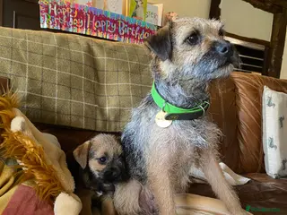 Border Terrier dogs Two KC Border Terrier Puppies - Advert 4