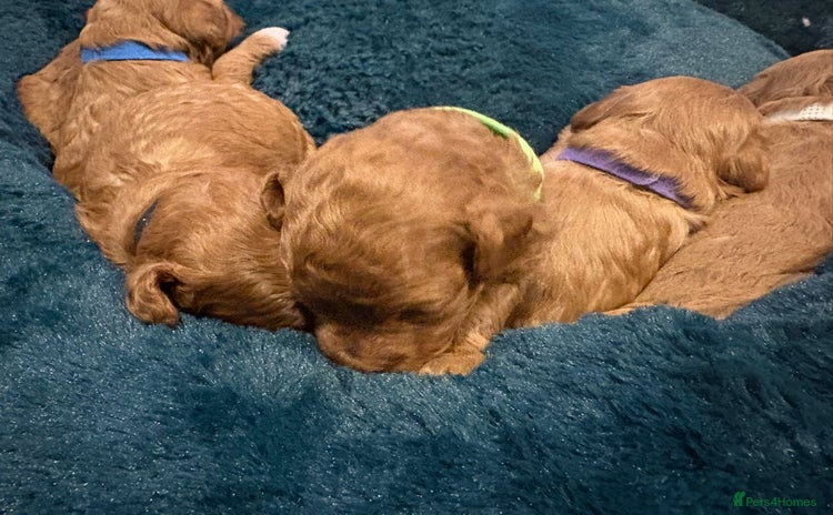 Cavapoo dogs - Advert 1