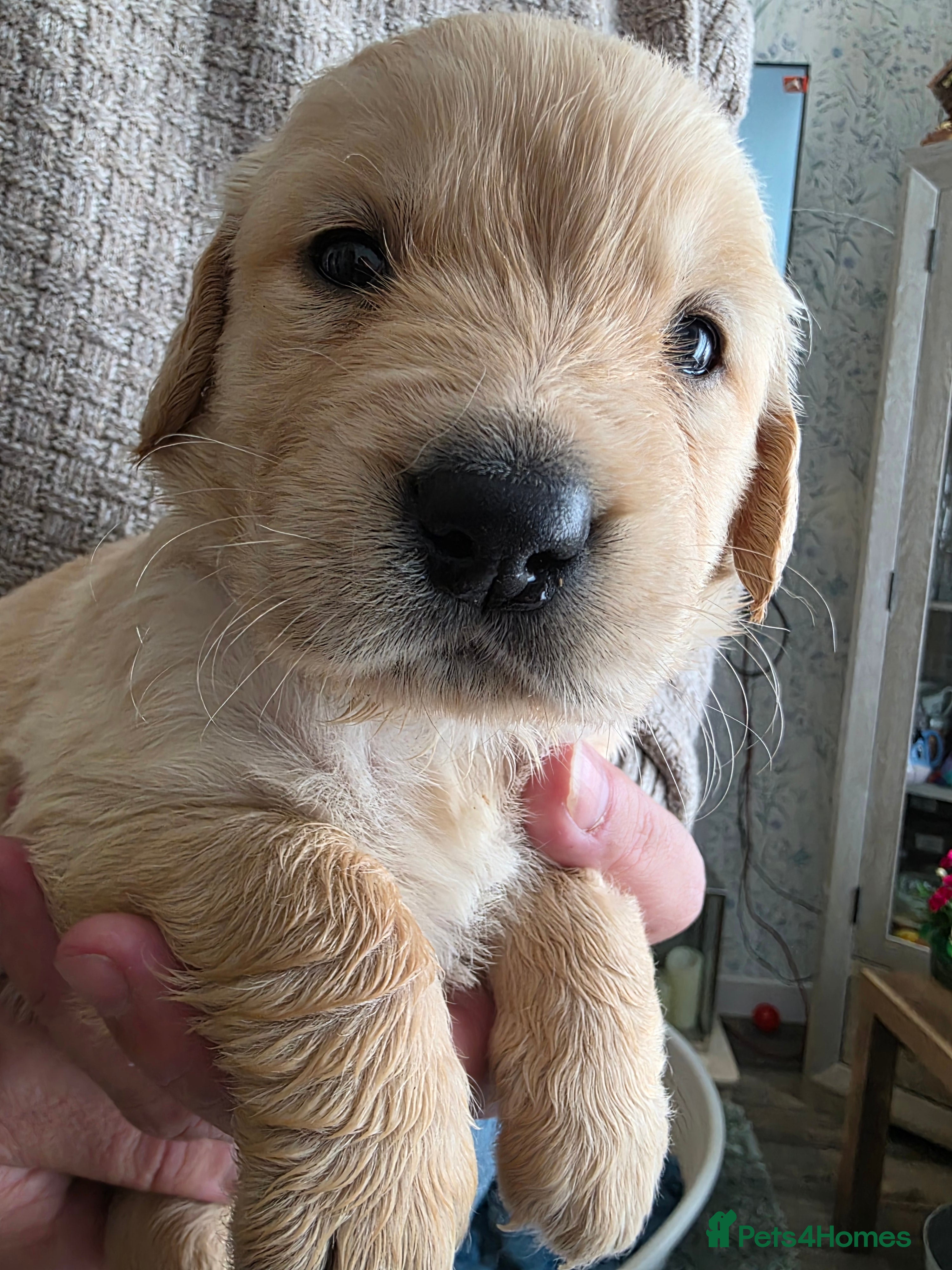 Golden Retriever dogs 8 Beautiful Fluffy Golden Retrievers - Advert 2