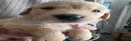 Golden Retriever dogs for sale: 8 Beautiful Fluffy Golden Retrievers in Telford - Advert 7