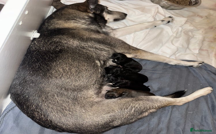 Mixed Breed dogs - Advert 4