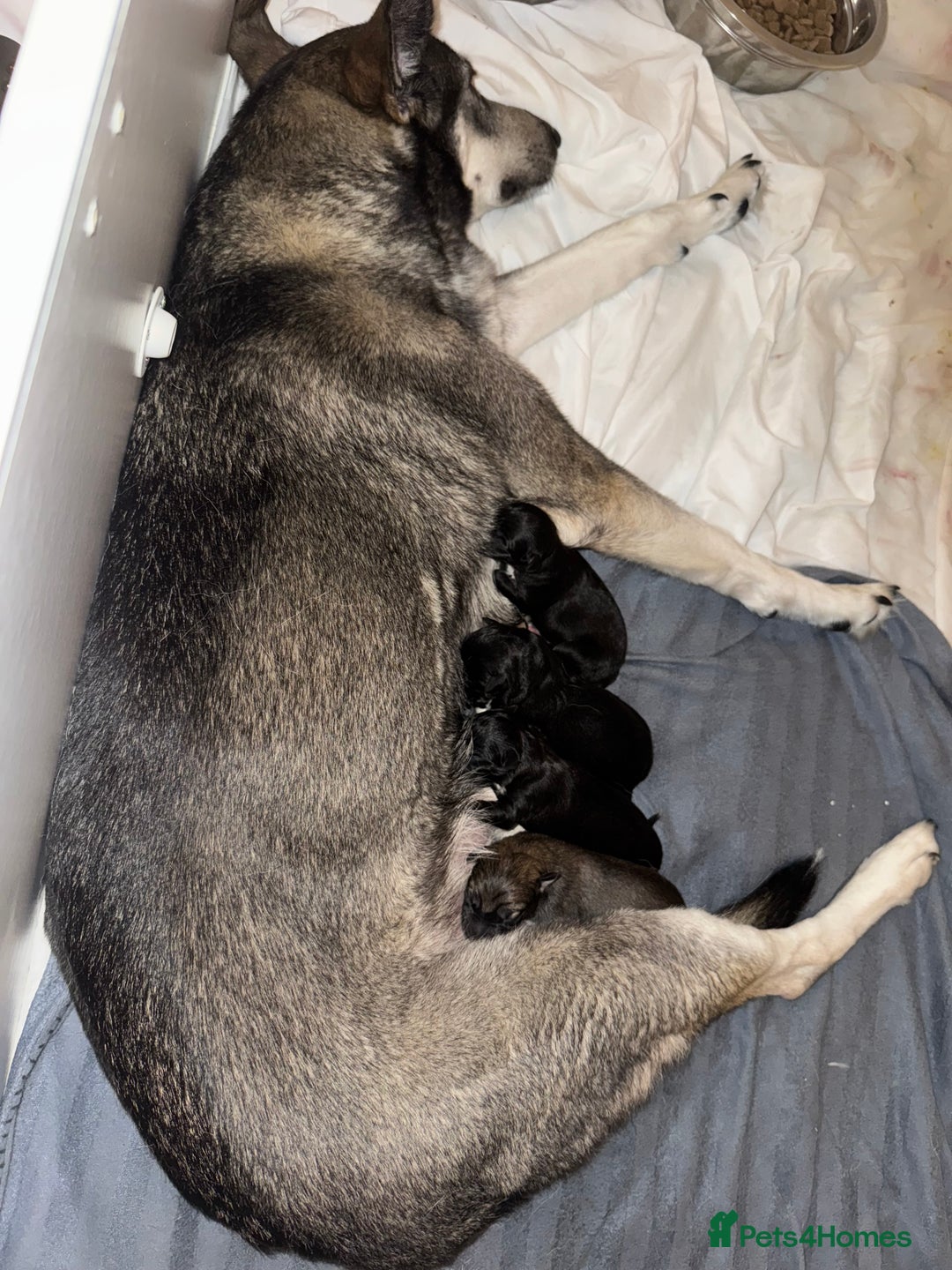 Mixed Breed dogs for sale: German Shepard/husky cross puppies  - Image 1