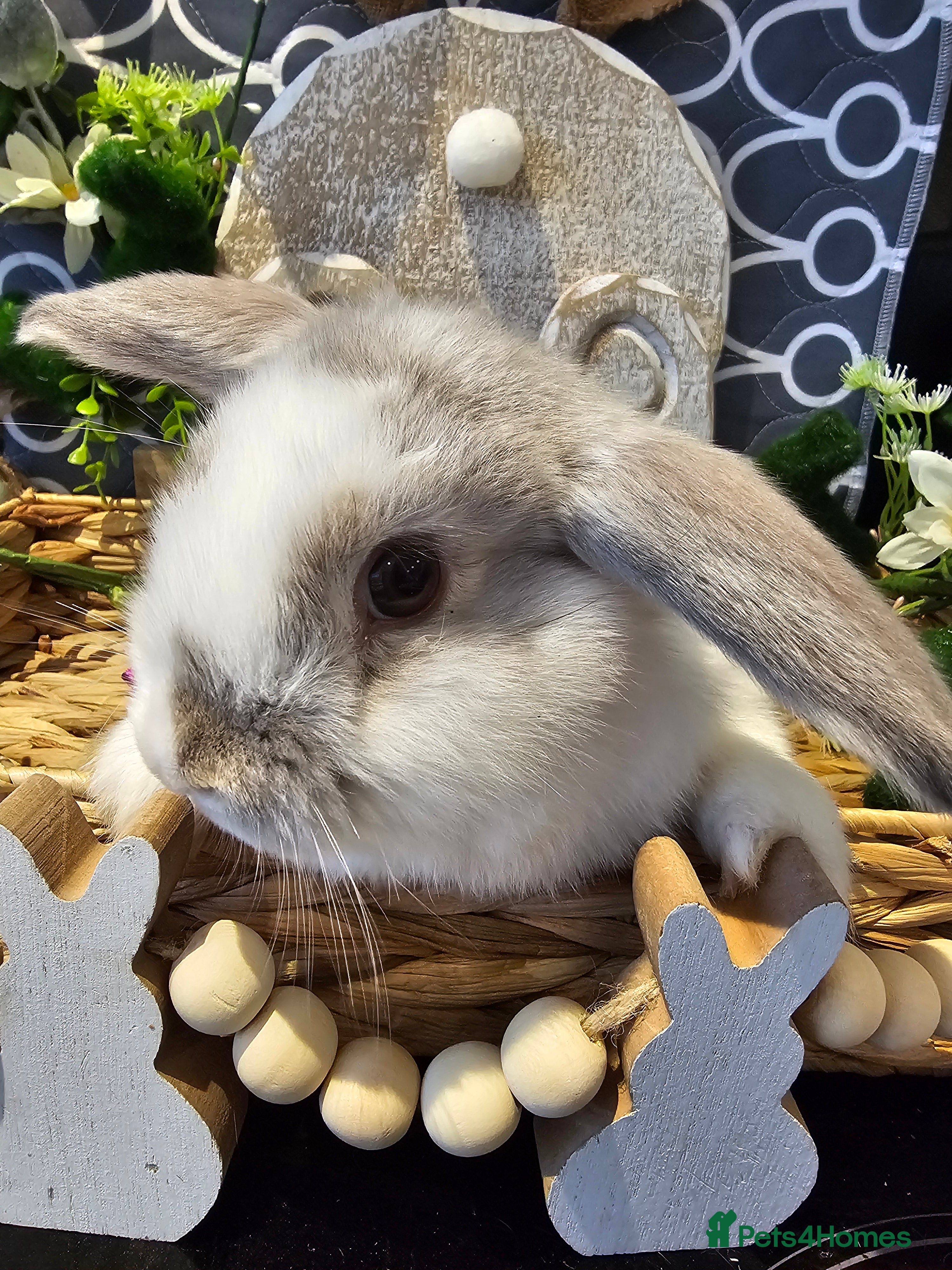 Mini Lop rabbits Mini Lop Litter ready to leave from today  - Advert 15