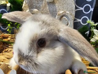Mini Lop rabbits Mini Lop Litter ready to leave from today - Advert 15