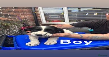 English Springer Spaniel dogs - Advert 5