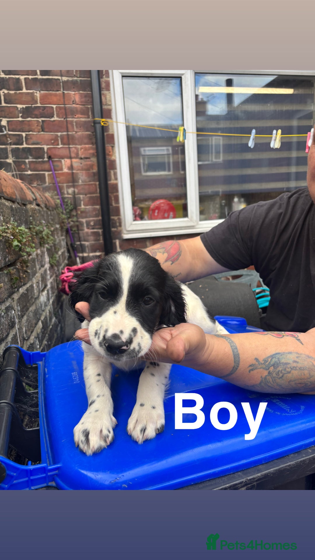 English Springer Spaniel dogs for sale: Puppies for sale 9 week old  - Image 3