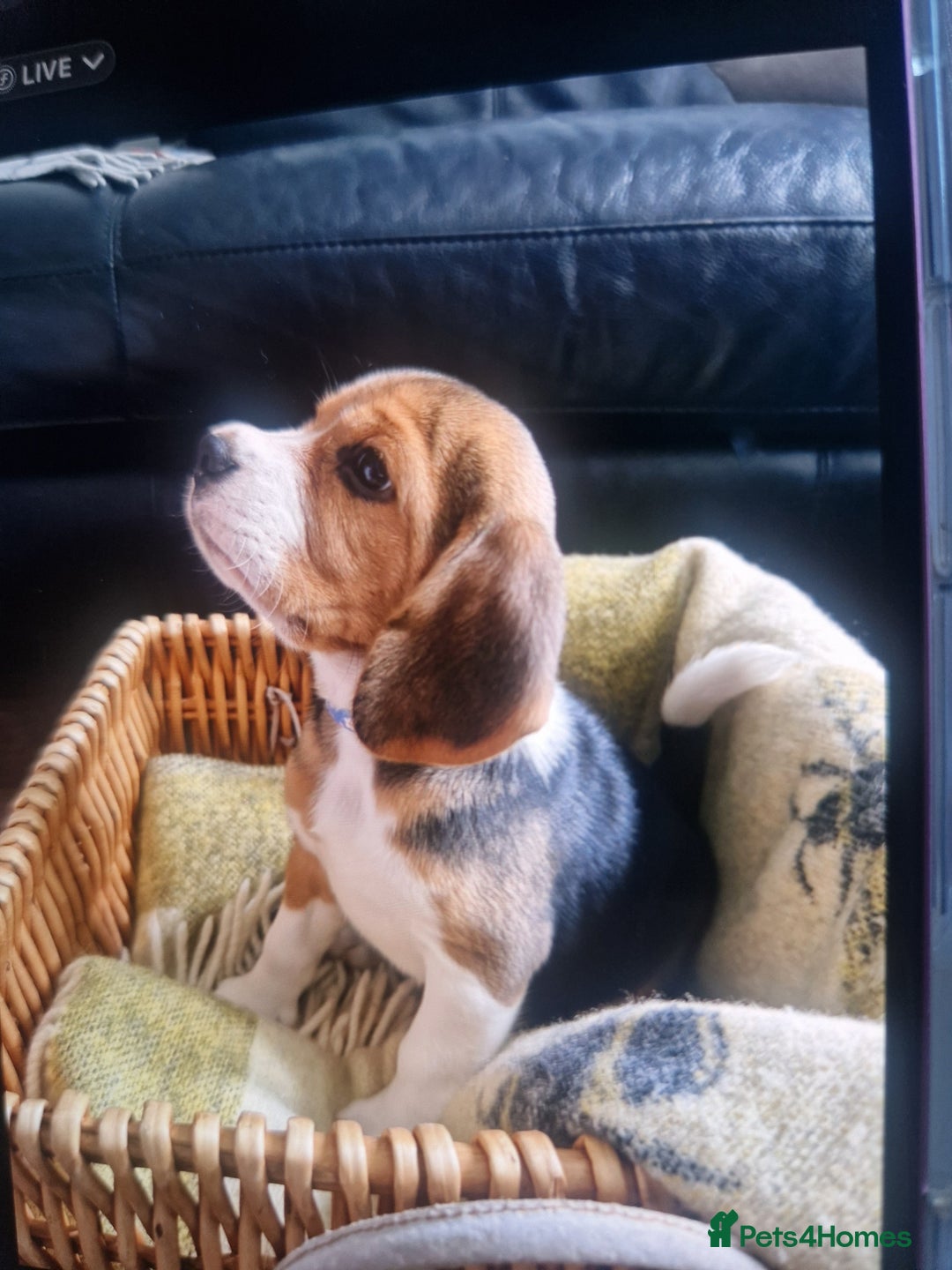 Beagle dogs for sale: (5th gen) pure pedigree beagle puppy - Image 19