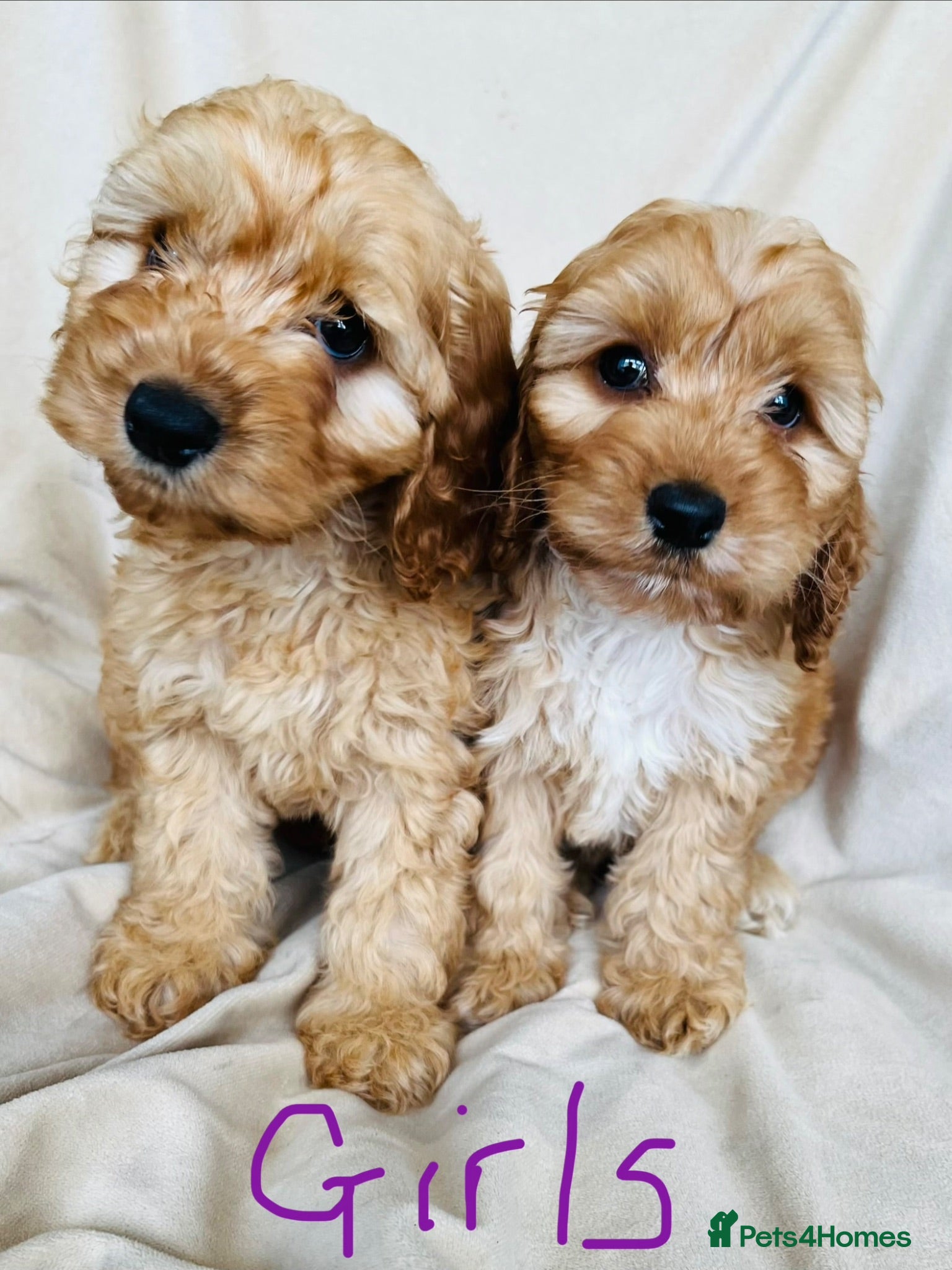 Cockapoo dogs F1 Show cockapoos (ready now) - Advert 2