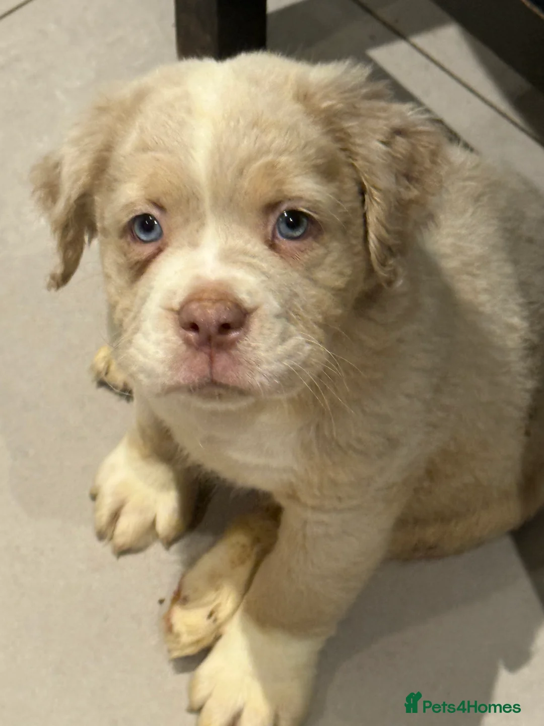 Old Tyme Bulldog dogs for sale: Olde English Fluffy bulldog puppies - Advert 28