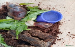 Snails invertebrates for sale: 2 Giant African Land Snails with enclosure  - Image 3